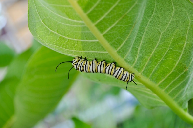 caterpillar